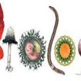 Osma "Noć biologije" 20. aprila na novosadskom PMF-u 10