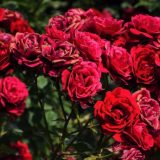 Sarajevo: 1601 ruža za poginulu decu 12