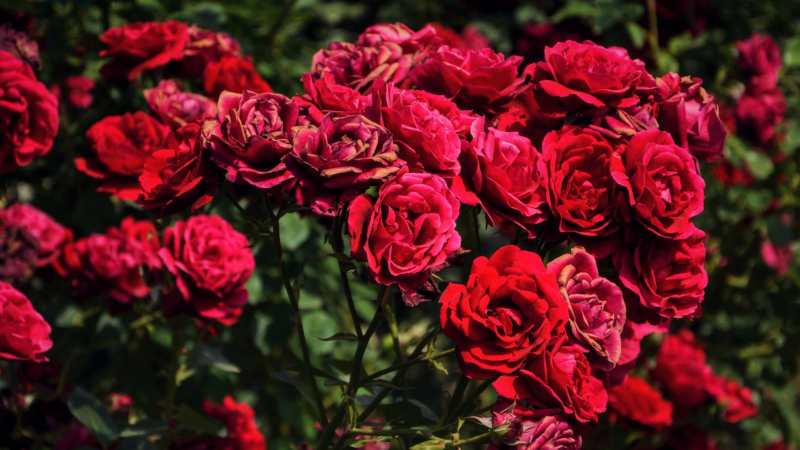 Sarajevo: 1601 ruža za poginulu decu 1