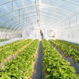 CG: Najtraženiji mlečni i suhomesnati proizvodi 9