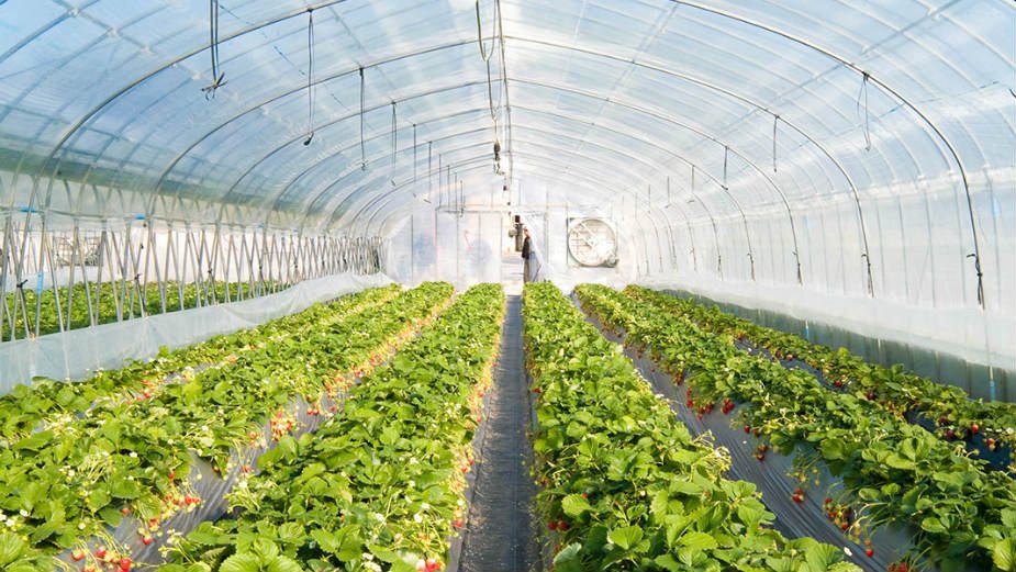 CG: Najtraženiji mlečni i suhomesnati proizvodi 1