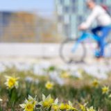Građani Srbije najviše traže državljanstva Nemačke, Italije i Francuske 4