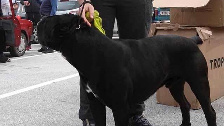 Na izložbi pasa pobedio rotvajler Kenzo 1