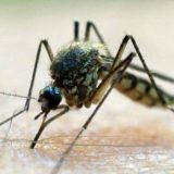 Počelo suzbijanje komaraca i krpelja u Beogradu 8