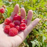 Voćari sa juga upozoravaju da otkupljivači ne poštuju izdavanje računa 9