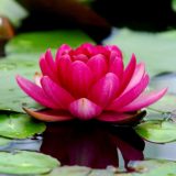 Kako je cveće osvojilo svet 11