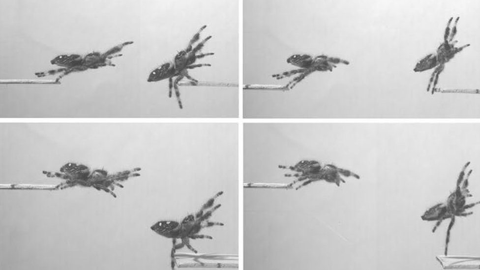 Kako pauk skače na žrtvu - nauka odgovara 2 pauk u skoku