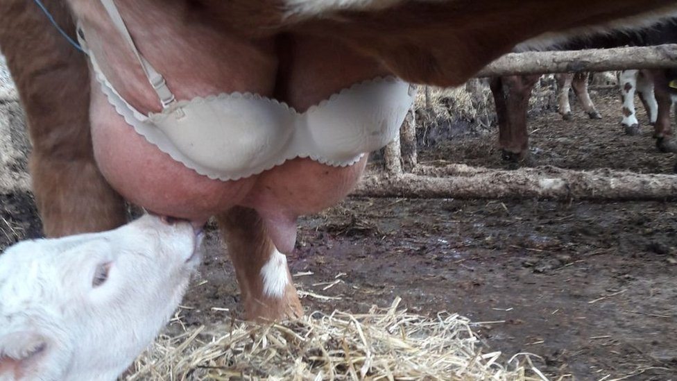 Krava sa brushalterom i tele