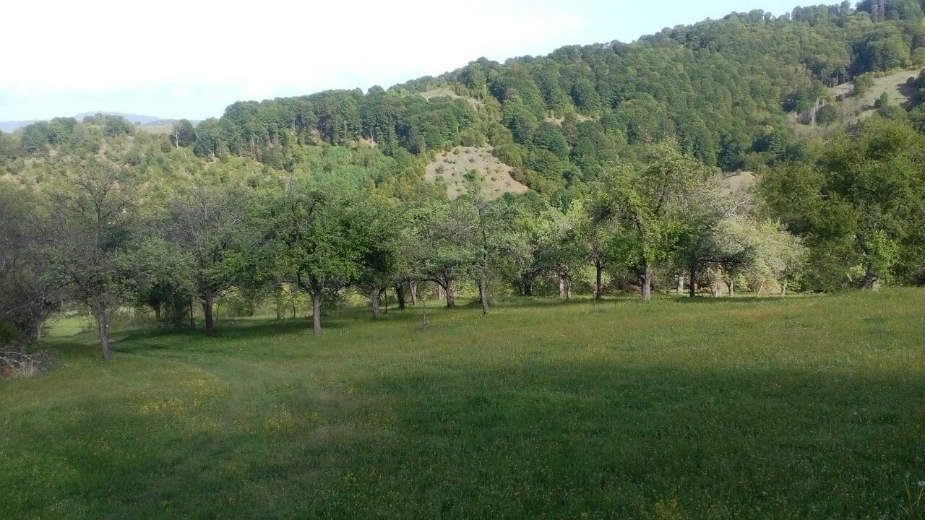 Dodinci: Neobične seoske priče 1