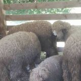 "Bačijada" okuplja sve više posetilaca 1