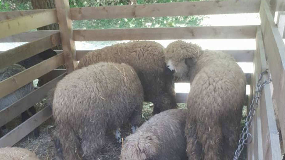 "Bačijada" okuplja sve više posetilaca 1 "Bačijada" okuplja sve više posetilaca 1