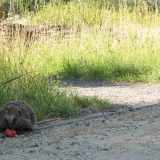 Da li ćemo se fascinirati biljkama ili će priroda uzvratiti udarac? 1