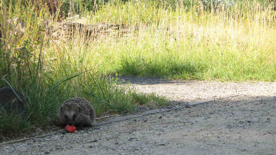 Da li ćemo se fascinirati biljkama ili će priroda uzvratiti udarac? 1