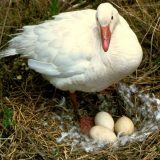 Kada su ptice počele da leže na jajima? 7