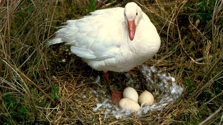 Kada su ptice počele da leže na jajima? 1