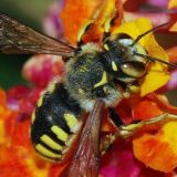 Da li je Ajnštajn govorio o pčelama? 11