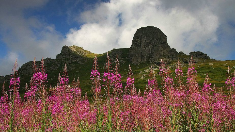 Pirot: Ne žele uništavanje javnog dobra za privatne interese 1