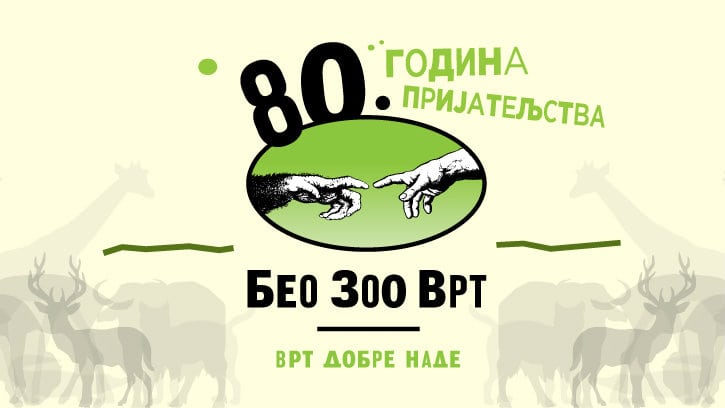 U beogradskom Zoo vrtu rođen beli bizon 1 U beogradskom Zoo vrtu rođen beli bizon 1