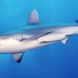 U Jadranu više od 30 vrsta ajkula 12