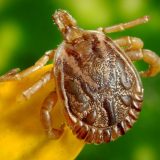 Šta i kako posle uboda krpelja? 10