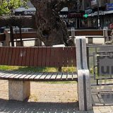 Hoće li Karađorđev dud postati spomenik prirode? 2