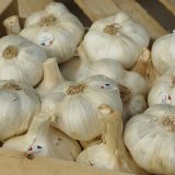 Beli luk jedna od najlekovitijih biljaka 14