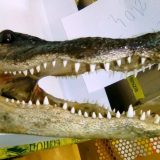 Carinici pronašli prepariranu glavu i šapu aligatora 2