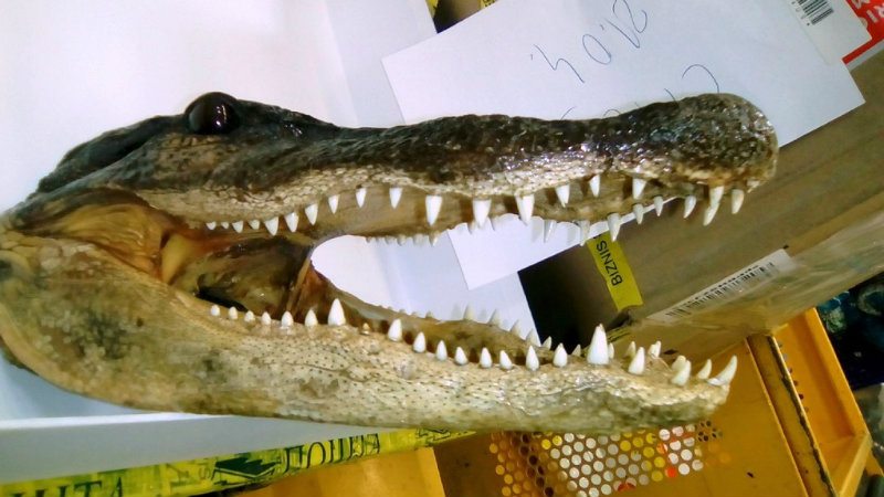 Carinici pronašli prepariranu glavu i šapu aligatora 1