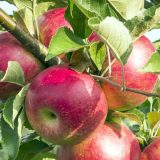 Očekuje se dobar rod jabuke i šljive 5