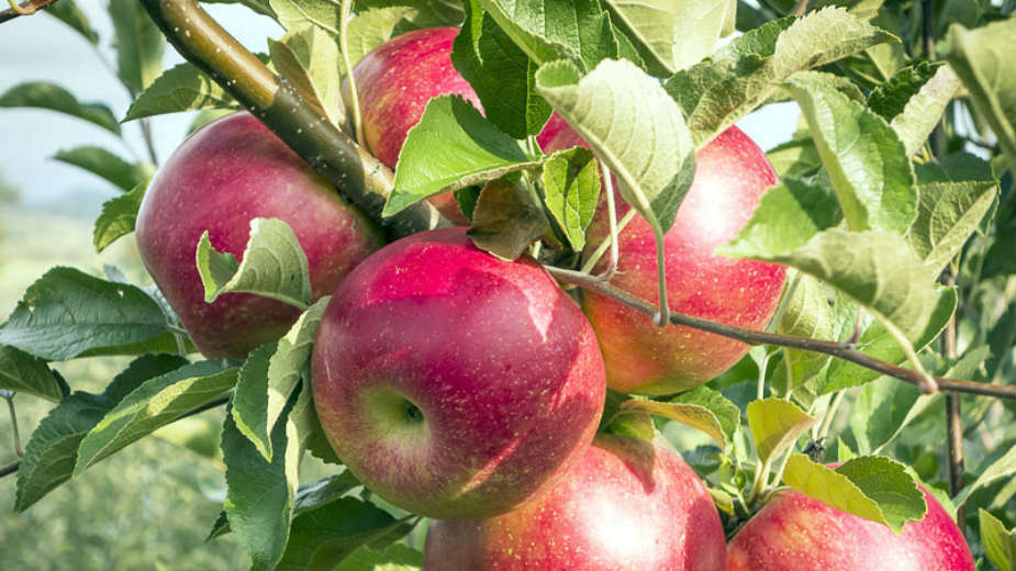 Očekuje se dobar rod jabuke i šljive 1 Očekuje se dobar rod jabuke i šljive 1