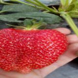 Nemačke kompanije zainteresovane za otkup organskog, smrznutog voća iz Srbije 4