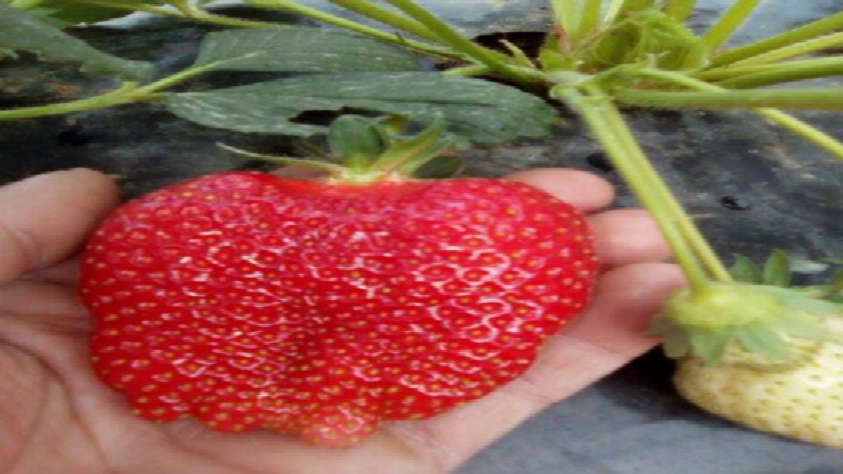 Nemačke kompanije zainteresovane za otkup organskog, smrznutog voća iz Srbije 1