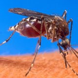 SZO: Moguće širenje denga groznice 15