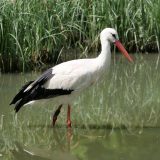 Niš: Upucana bela roda, policija našla počinioca 8