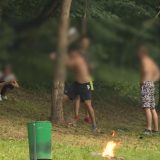 Podnete krivične prijave za seču drveta u Košutnjaku 4