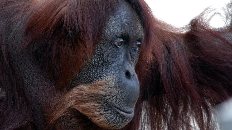 Sumatranska orangutanka Puan