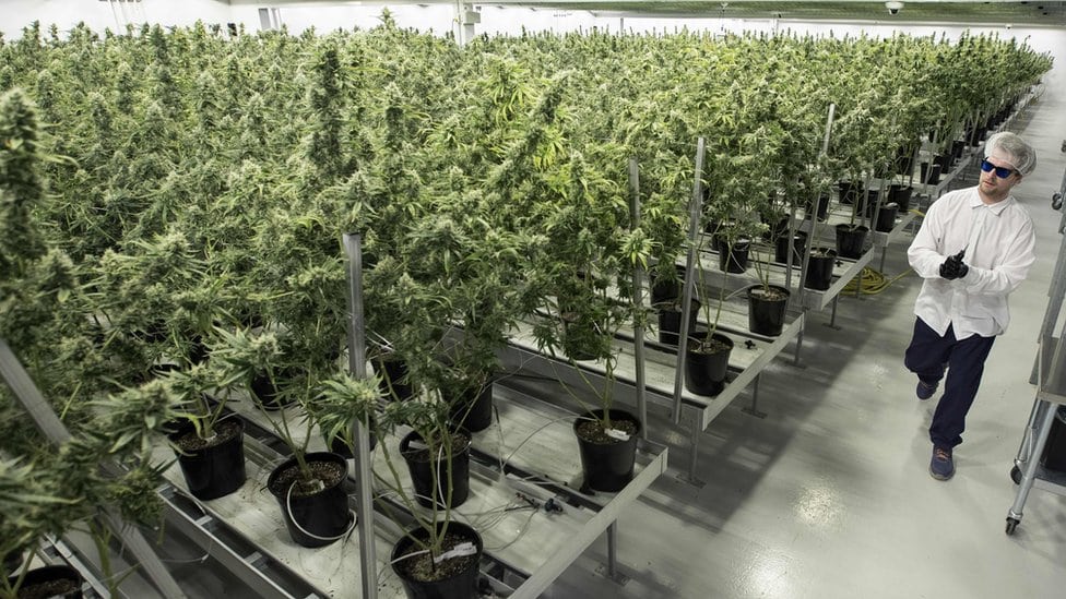 Farma za uzgoj medicinske marihuane u Ontariju