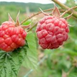 Srpski malinari inspirisali poljske malinare, protesti u obe države 5