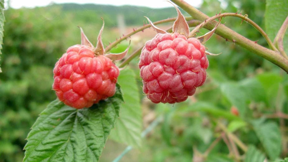 Srpski malinari inspirisali poljske malinare, protesti u obe države 1