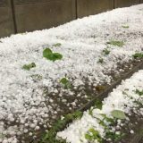 Rod će biti dobar uprkos kiši i gradu 2