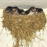 Najviše gnezda u Velikoj Plani 14