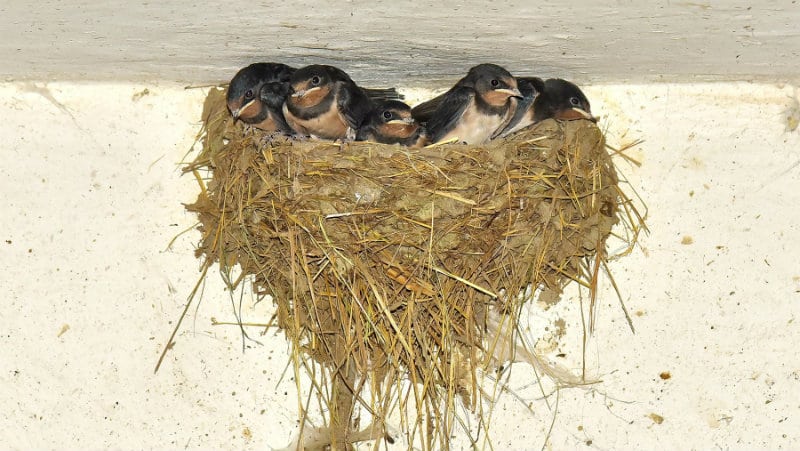 Najviše gnezda u Velikoj Plani 1