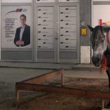 Konj "parkiran" u centru Niša 8