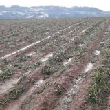 Osiguran tek svaki deseti hektar zemlje 7