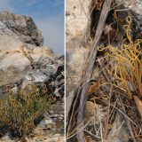 Stara planina: Srpsko otkriće patuljaste efedre 13