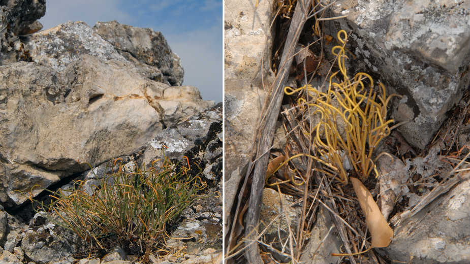 Stara planina: Srpsko otkriće patuljaste efedre 1 Stara planina: Srpsko otkriće patuljaste efedre 1