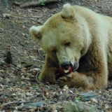 Bugarska: Mesta za povratak prirodi 4