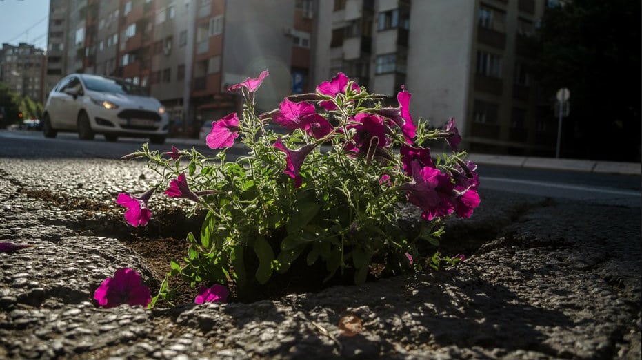 Građani Niša zasadili cveće u udarne rupe (FOTO) 1
