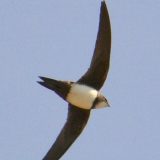 Najbrža ptica u “Knezu“ 9