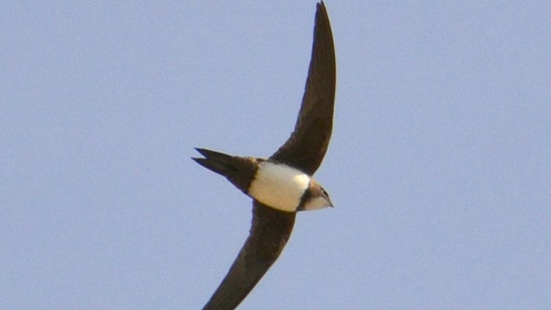 Najbrža ptica u “Knezu“ 1